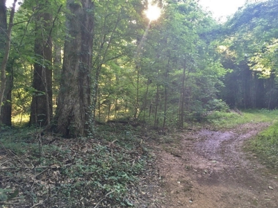 Camp Pond and Acreage by Copiah County WMA, Pattison, MS - image 17