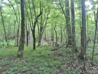 Camp Pond and Acreage by Copiah County WMA, Pattison, MS - image 30