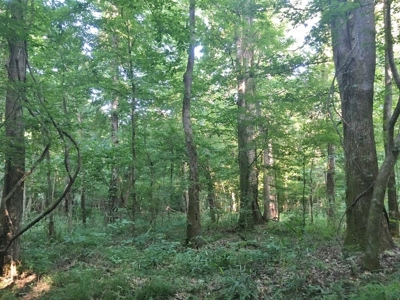 Camp Pond and Acreage by Copiah County WMA, Pattison, MS - image 15