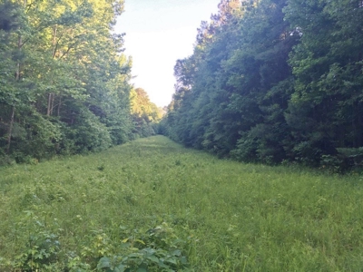 Camp Pond and Acreage by Copiah County WMA, Pattison, MS - image 20