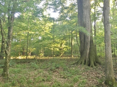 Camp Pond and Acreage by Copiah County WMA, Pattison, MS - image 25