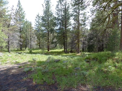 Yellowjacket Cabin For Sale In Malheur Forest - image 10