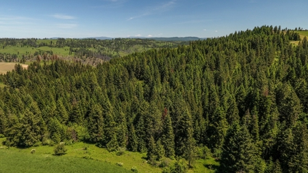 Farm & Ranch w. Country Home For Sale in North Central Idaho - image 29