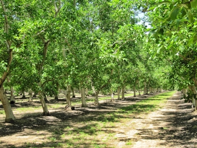 Northern CA Income Producing Walnut Orchards for Sale - image 20