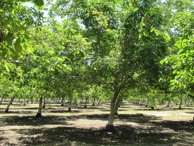 Northern CA Income Producing Walnut Orchards for Sale - image 21