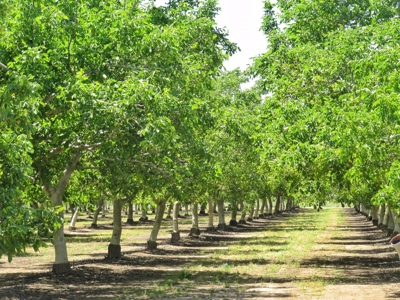 Northern CA Income Producing Walnut Orchards for Sale - image 1