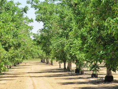 Northern CA Income Producing Walnut Orchards for Sale - image 22