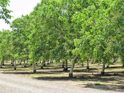 Northern CA Income Producing Walnut Orchards for Sale - image 2