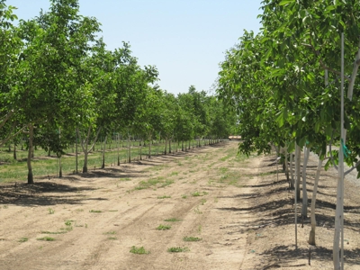 Northern CA Income Producing Walnut Orchards for Sale - image 18