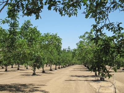 Northern CA Income Producing Walnut Orchards for Sale - image 19