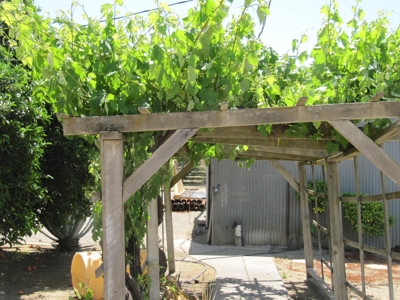 Northern CA Income Producing Walnut Orchards for Sale - image 16