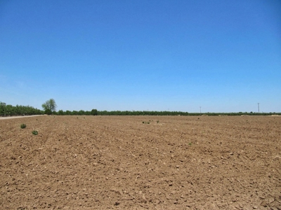 Northern CA Income Producing Walnut Orchards for Sale - image 8