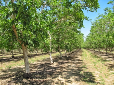 Northern CA Income Producing Walnut Orchards for Sale - image 23