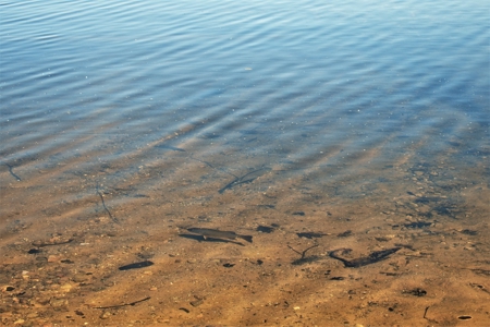 Waterfront Cabin on Rush Lake  Atlanta MI - image 24