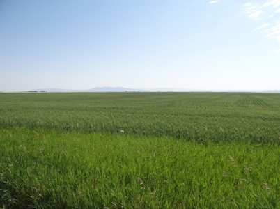 Central Montana Farm Land Auction - image 3