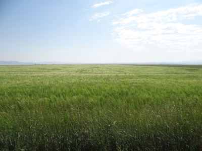 Central Montana Farm Land Auction - image 5