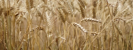 Central Montana Farm Land Auction - image 1