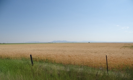 Central Montana Farm Land Auction - image 15