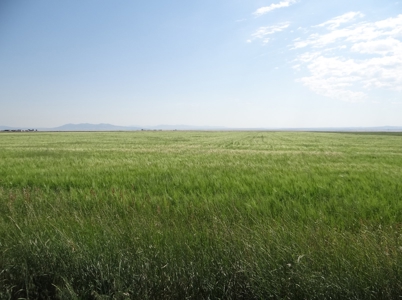 Central Montana Farm Land Auction - image 4