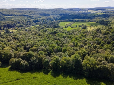 Productive Farm Land,Excellent  Deer  Hunting,Recreational - image 28