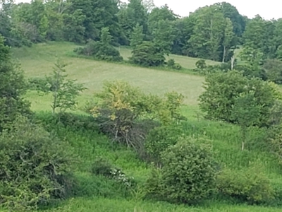 Productive Farm Land,Excellent  Deer  Hunting,Recreational - image 20