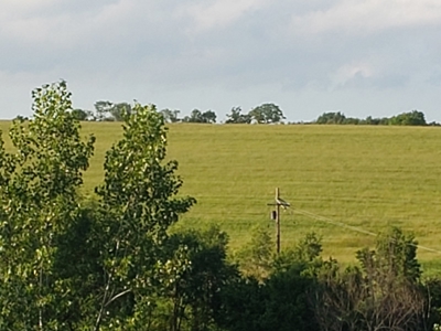 Productive Farm Land,Excellent  Deer  Hunting,Recreational - image 11
