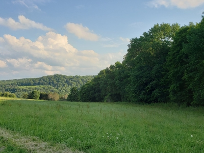 Productive Farm Land,Excellent  Deer  Hunting,Recreational - image 5