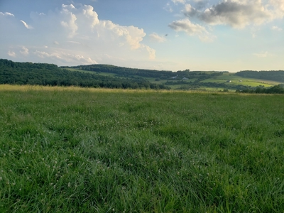 Productive Farm Land,Excellent  Deer  Hunting,Recreational - image 22