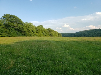 Productive Farm Land,Excellent  Deer  Hunting,Recreational - image 1