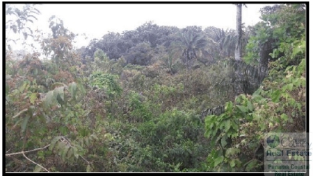Farm For Sale In Llano Grande La Pintada Panama - image 2