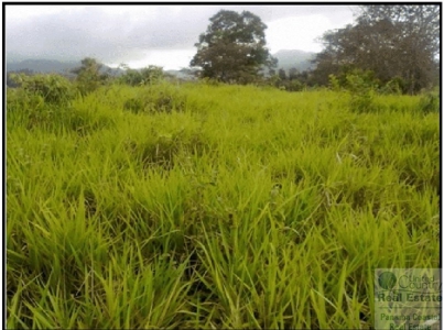 Farm For Sale Panama Near La Pintada - image 6