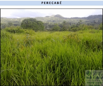 Farm For Sale Panama Near La Pintada - image 1