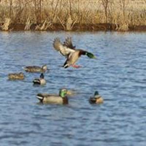 Delta Duck Hunting Resort, Spa, Restaurant & Farm Arkansas - image 47