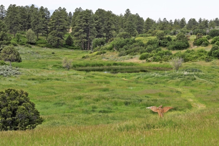 Bed and Breakfast or retreat for sale in SW Colorado - image 15