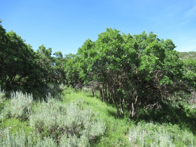 Rocky Mountain Recreational Land on Gateway to Flat Tops - image 13