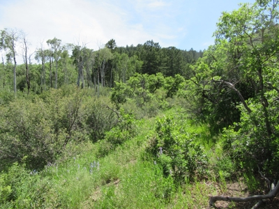 Rocky Mountain Recreational Land on Gateway to Flat Tops - image 8