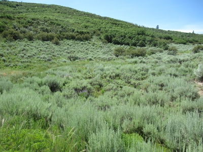 Rocky Mountain Recreational Land on Gateway to Flat Tops - image 6