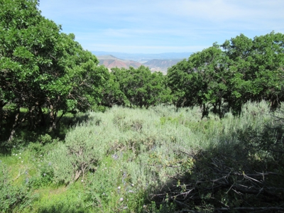 Rocky Mountain Recreational Land on Gateway to Flat Tops - image 12