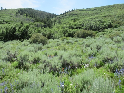 Rocky Mountain Recreational Land on Gateway to Flat Tops - image 4