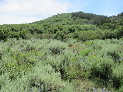 Rocky Mountain Recreational Land on Gateway to Flat Tops - image 3