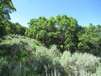 Rocky Mountain Recreational Land on Gateway to Flat Tops - image 16