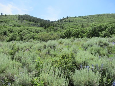 Rocky Mountain Recreational Land on Gateway to Flat Tops - image 2