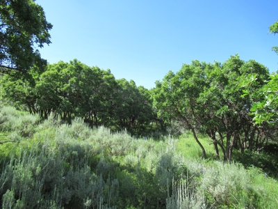 Rocky Mountain Recreational Land on Gateway to Flat Tops - image 14