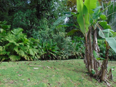 Tropical Lodge or B&B near Bluff Beach Bocas Del Toro Panama - image 26