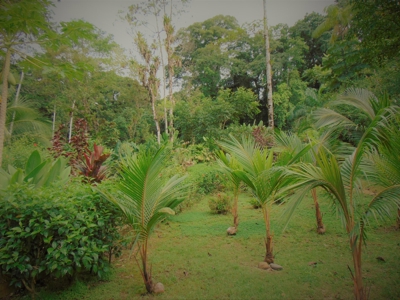 Tropical Lodge or B&B near Bluff Beach Bocas Del Toro Panama - image 24