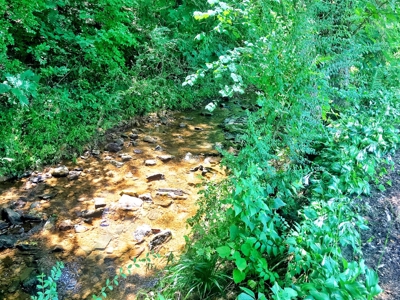 Arkansas Established Nursery For Sale - image 11