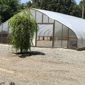 Arkansas Established Nursery For Sale - image 5
