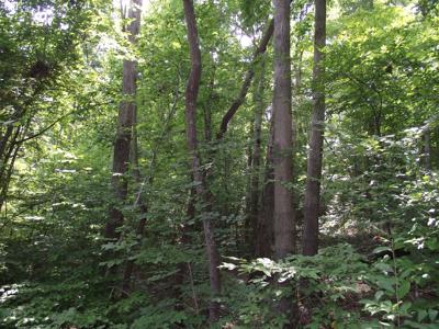 Wooded land for sale - image 5