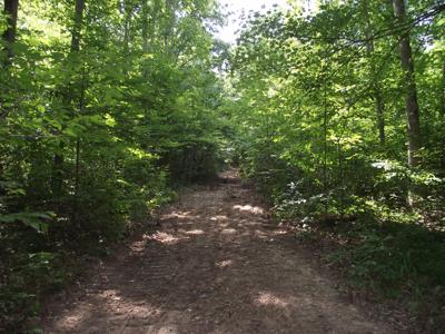 Wooded land for sale - image 9