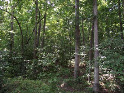 Wooded land for sale - image 3